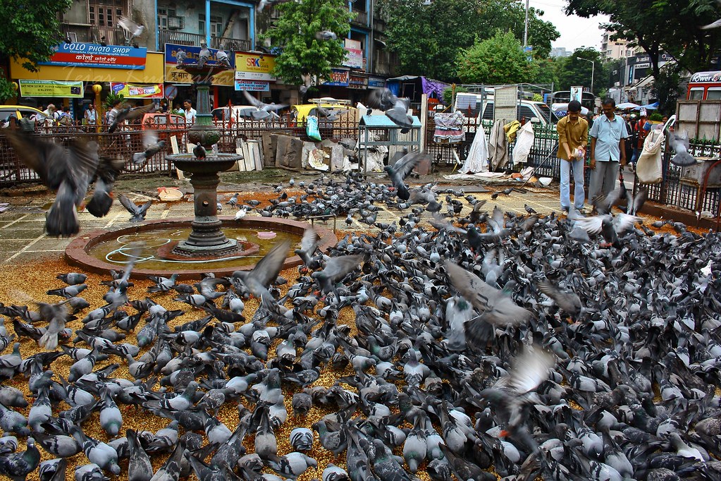 DADAR KABUTAR KHANA